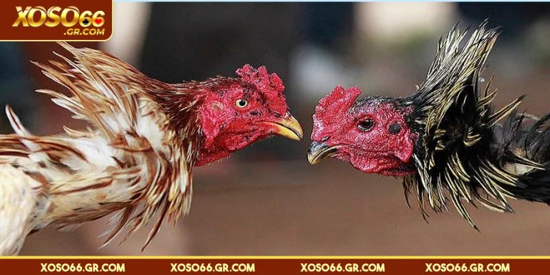 Tổng quan về sảnh cược đá gà tại XOSO66
