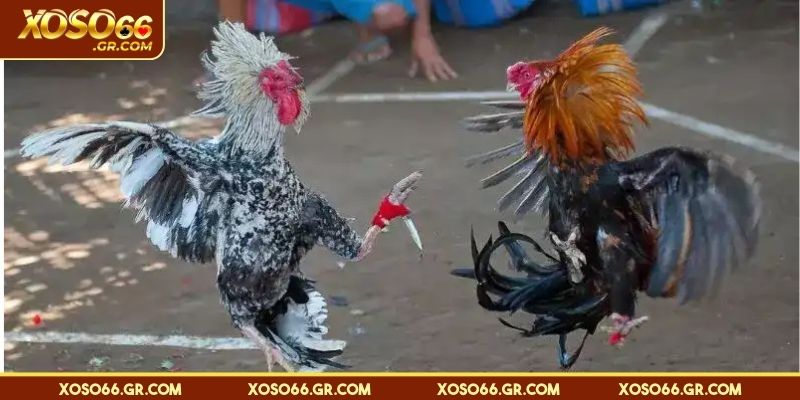 Luật chơi đá gà cựa dao