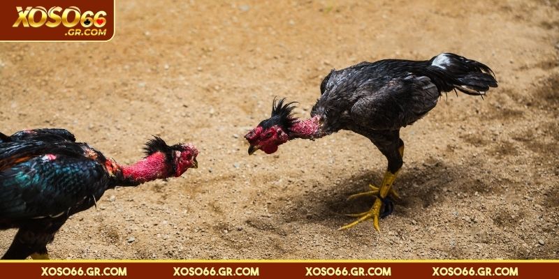 Mẹo tránh thua lỗ khi chơi đá gà cựa dao